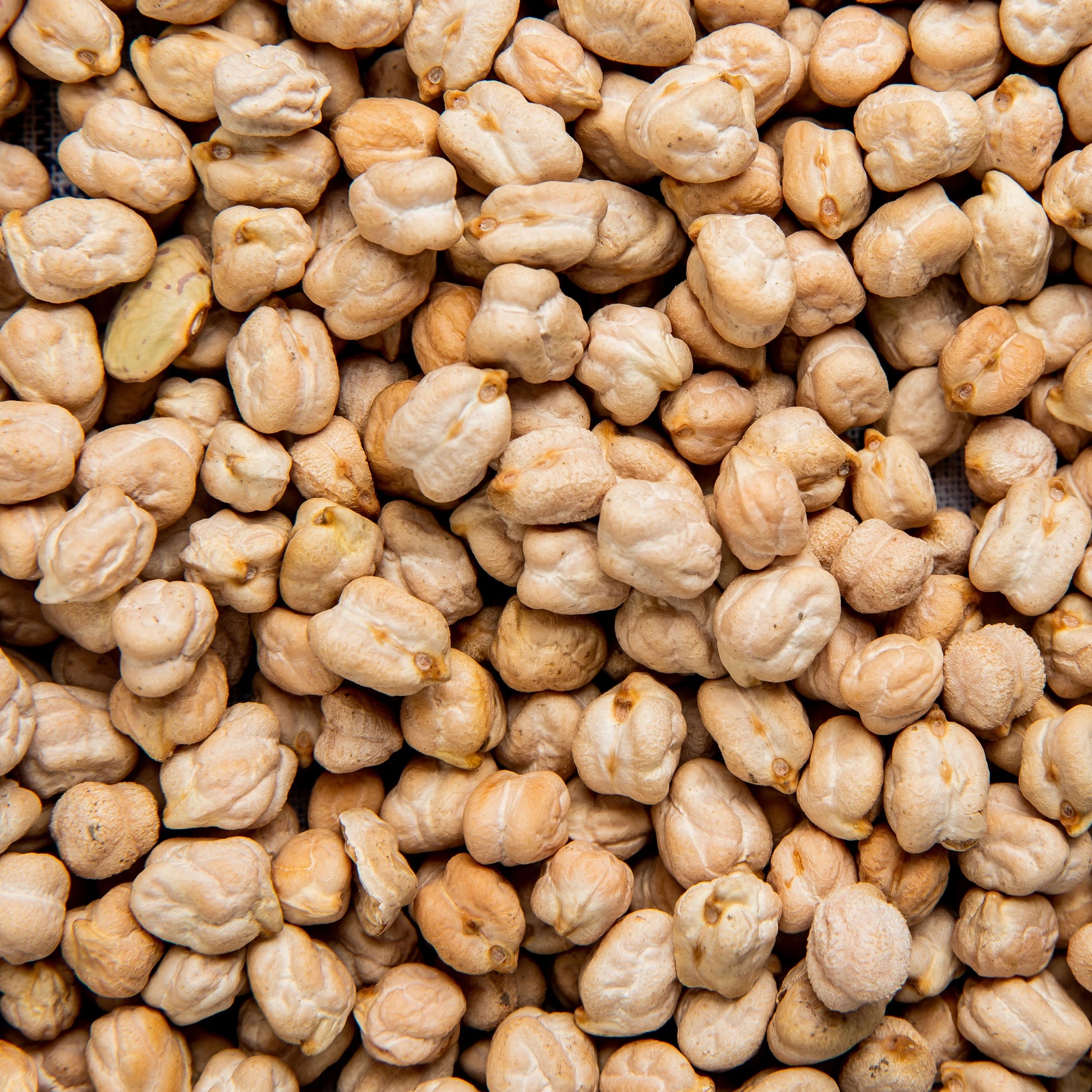 Un primo piano di ceci biologici LEGÙ, ingredienti di alta qualità, ricchi di proteine vegetali e senza glutine.