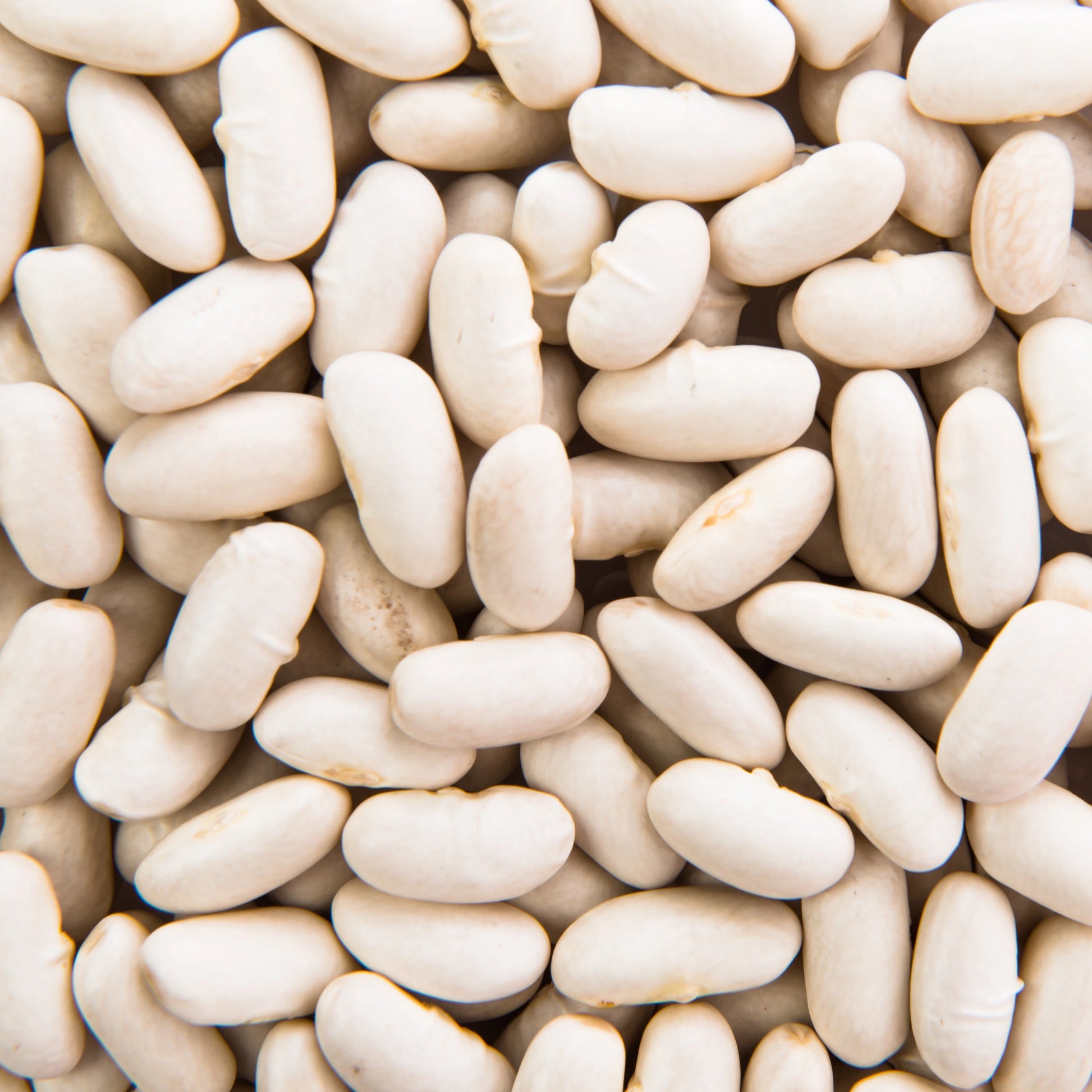Fagioli Cannellini Biologici LEGÙ: primo piano di fagioli bianchi secchi. Perfetti per zuppe, ricchi di proteine vegetali.